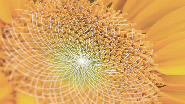Philips Shield Animatie flower lines